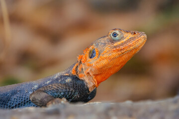 A male agama lizard on a volcanic rock at Nakuru, Kenya