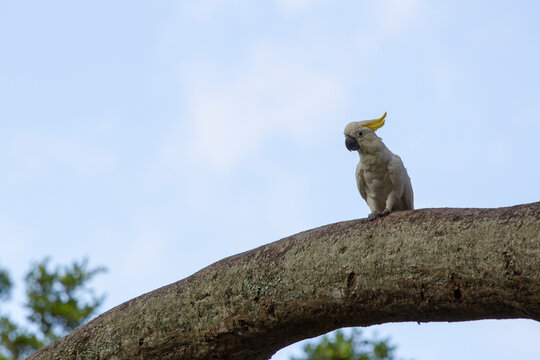 Yellow Crested Cockatoo on tree