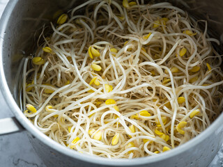 bean sprouts in a pot