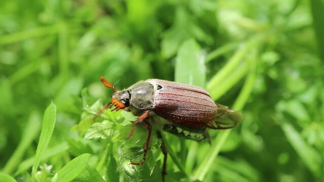 Melolontha in the summer forest, cockchafer, may beetle, may insects, Maybug