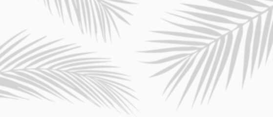 White background with tropical palm leaves shadows