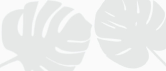 White background with tropical monstera blad leaves shadows