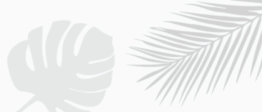 White background with tropical monstera blad and palm  leaves shadows