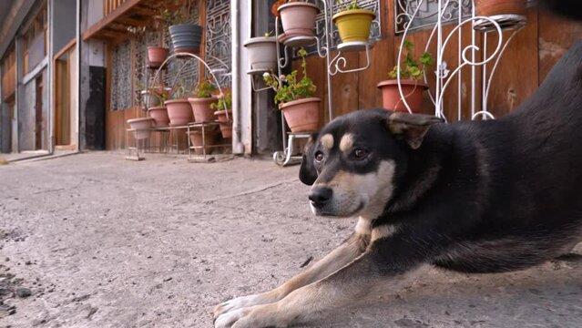 Bhutanese cute dog in Thimphu, Bhutan