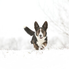 Nice welsh corgi cardigan in winter