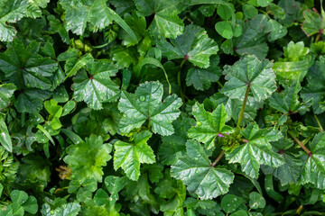Meadow with green grass with rain drops. Close-up of green leaves with water drops from rain or morning dew. 