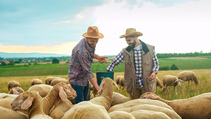 Cheerful young Caucasian handsome males shepherds in hats smiling and feeding sheep in field. Outdoors. Workday of farmers at animals countryside farm. Men friends feed livestock. - obrazy, fototapety, plakaty