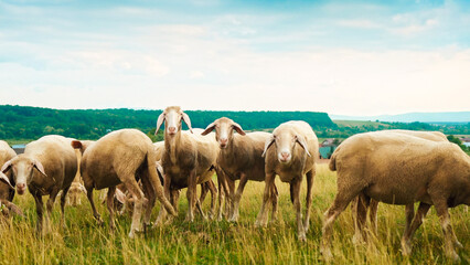 Herd of sheep eating grass in meadow on summer day. Eco wool farming concept. Farm animals feeding. Livestock feed. Grassland background. Paddock countryside.