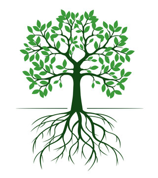 Green tree isolated with Roots on white. Vector Illustration.