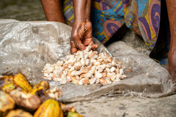 cropped image of hand in a harvested cocoa beans- chocolate production concept