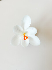 Spring blooming fragile crocus white sunlight flowers