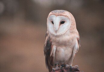 Tyto alba