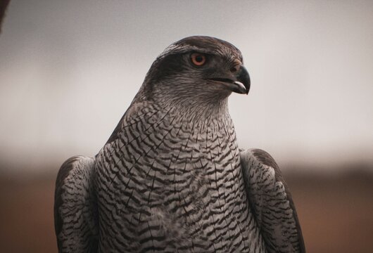 Accipiter gentilis