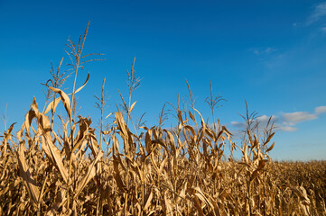 blue sky over dry corn field