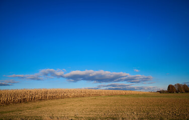 Naklejka na ściany i meble Blue sky over dry corn field