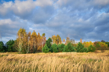 Fototapeta na wymiar Autumn landscape of a meadow overgrown with dry grass against the background of yellow birches.