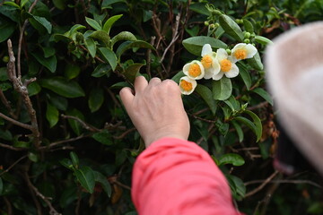 A farmer wearing a red long-sleeved shirt uses his left hand holds white inflorescence, yellow pollen and fruit of tea tree. In morning plantation with dew on green leaves. Camellia sinensis (L.) K
