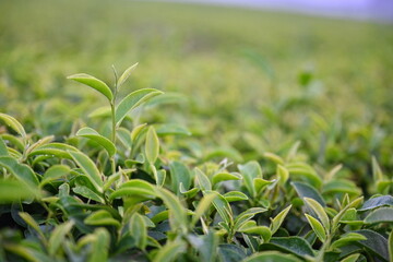 Fresh green tea leaves with morning dew at an organic tea farm in the mountains of northern Thailand. Camellia sinensis is a plant whose leaves and young shoots are used to make Chinese tea or cooking