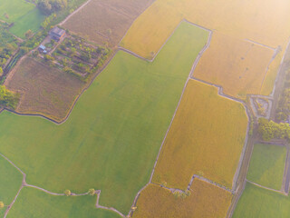 Fototapeta premium Aerial view morning sun rise on rice plantation field with coconut palm tree