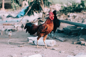 the rooster is walking in the garden.