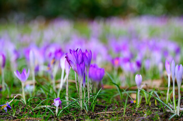 Naklejka premium Krokusse auf Wiese 