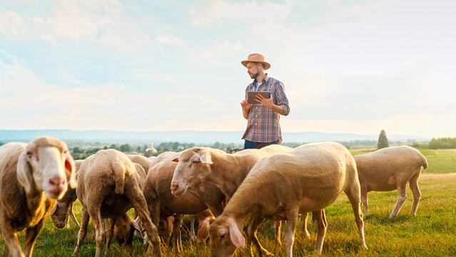 Caucasian young male shepherd tapping and scrolling on tablet device while counting sheep grazing at field on summer day. Outdoors. Handsome man farmer using gadget while working at animals farm.
