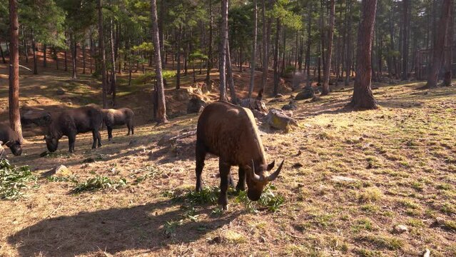 National animal of Bhutan called Takin in Thimphu, Bhutan