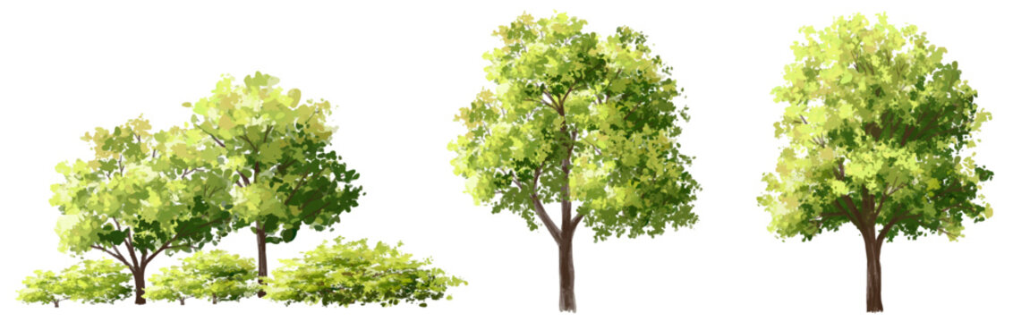 Vector watercolor of green tree side view isolated on white background for landscape  and architecture drawing, elements for environment and garden, painting botanical for section and elevation 
