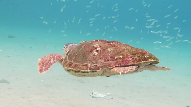 Loggerhead sea turtle (Caretta caretta) and school of fish in shallow tropical sea. Marine animal in the ocean, underwater video from scuba diving. Turtle, blue water and white sand.