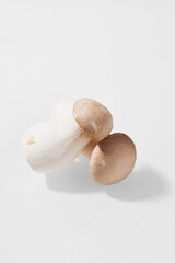 mushrooms, oyster mushrooms, white background