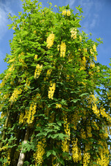 Yellow colored wisteria, Ashikaga, Tochigi, Japan