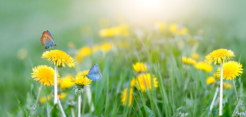 Butterflies on yellow dandelion flowers close up, natural blurred background. Beautiful dreamy image of nature. Green field with dandelions and butterflies, floral spring summer season.