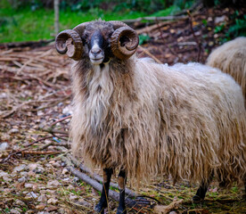 Schaf mit langem Haar und Hörnern