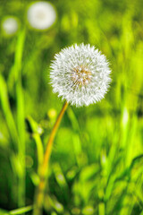 Bursting with fertile posiibilities. A Dandelion ready to release its parachutes.