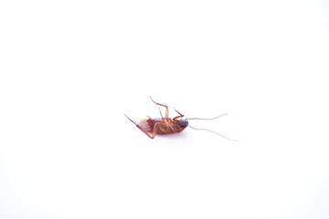 Dead cockroach isolated on white background