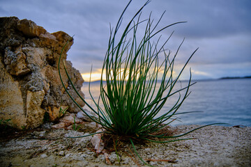 Gras am Meer mit Felsen
