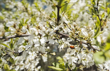 Young leaves of a fruit tree and white flowers in early spring, a flowering tree in macro