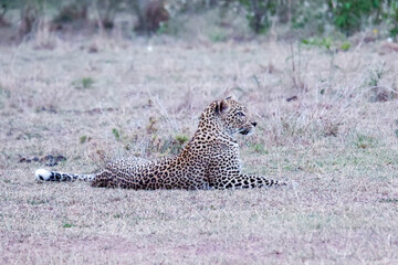 African leopard lying down in the Maasai Mara