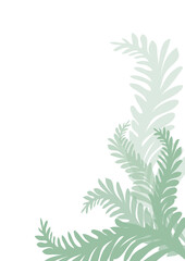 feuilles de fougère vert gris clair sur fond blanc