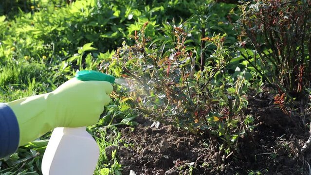 treatment in the garden of young shoots of roses from aphids and insect pests