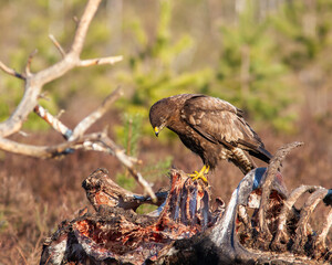 Common buzzard, Buteo buteo, eats a dead animal. Common buzzard standing on large animal ribs. A dead cow. Cow skeleton.