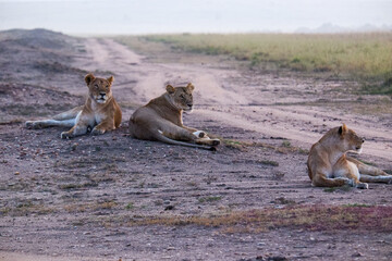Lionesses relax by a dirt path in the Maasai Mara