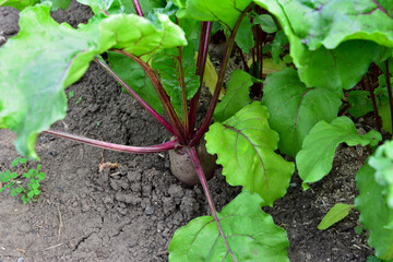 A beetroot plant with a green leaf in the soil isolated on garden bed, close-up 