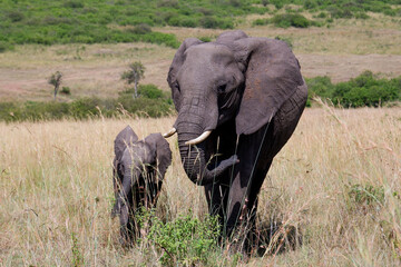 Fototapeta premium Baby elephant walks with mom through grass in the Maasai Mara, Kenya