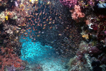 Naklejka na ściany i meble Fishes of Raja-ampat in Indonesia