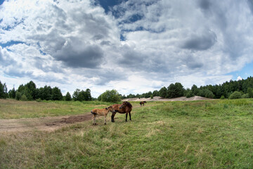 Fototapeta na wymiar A horse and foal are grazing in a meadow on a hot sunny summer day under a high cloudy sky.