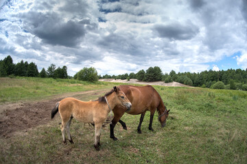 Fototapeta premium A horse and foal are grazing in a meadow on a hot sunny summer day under a high cloudy sky.