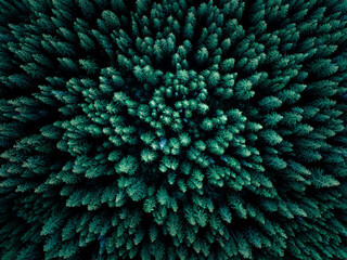 Green spruce forest from above, aerial shot © Lrnd