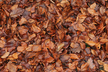 Fallen wet brown autumn leaves on the ground. Old leaf pattern background