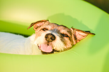 Funny dog sleeping inside green swimming circle on hot summer day